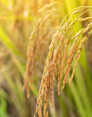 Agriculture, Rural Areas and Farmers